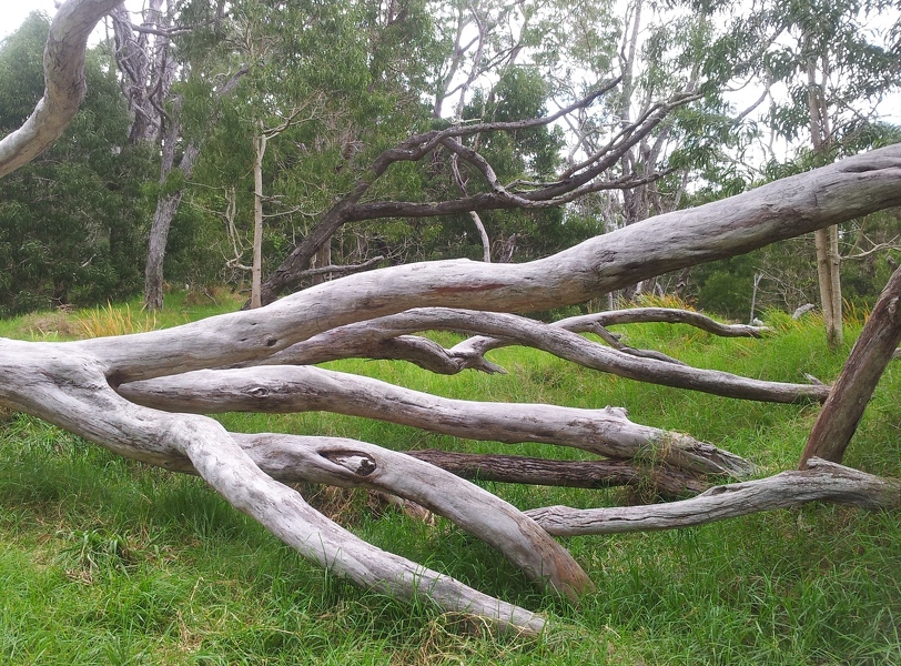 Fallen trunks near Kipukapuaulu (bird park)